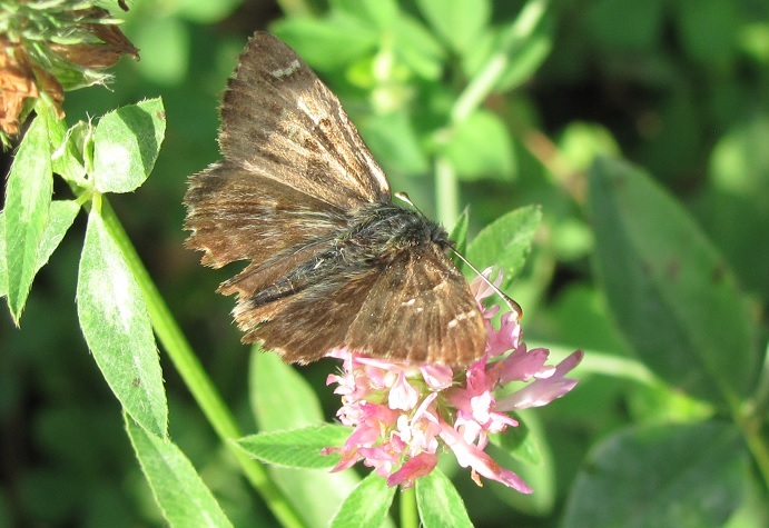 Carcharodus alceae (Hesperiidae )